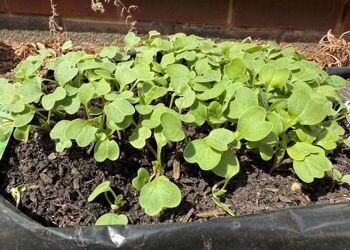 Year 3 Science Topic